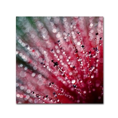 Trademark Fine Art Beata Czyzowska Young 'Pink Melody' Canvas Art, 24x24 BC0270-C2424GG